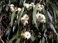 Eucalyptus globules